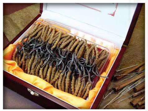 葫芦岛冬虫夏草回收